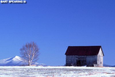 Whiteface, Tree & Barn In Winter