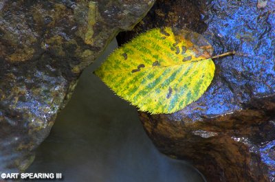 Autumn Leaf In Shenandoah Stream