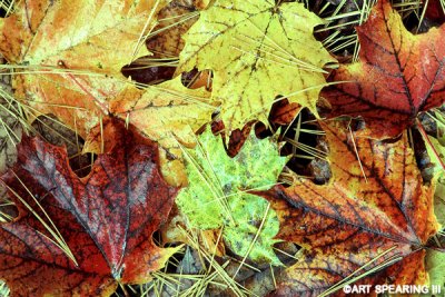 Maple Leaves And Pine Needles