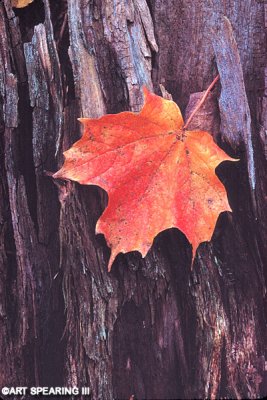 maple leaf on stump.jpg