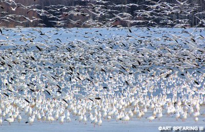 Snow Geese At Middle Creek #4