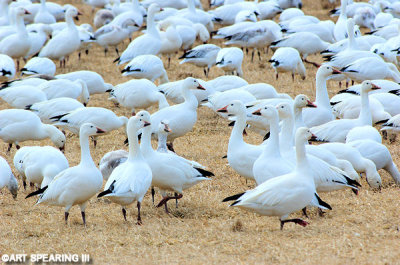 Snow Geese At Middle Creek #7