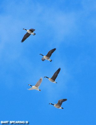 Middle Creek Canada Geese