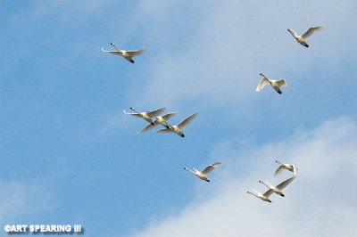Middle Creek Tundra Swans In Flight