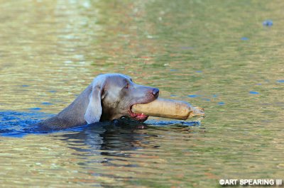 Retreiving Dog In Pond