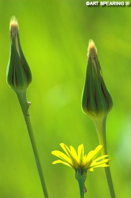 Adirondack Yellow Goatsbeard