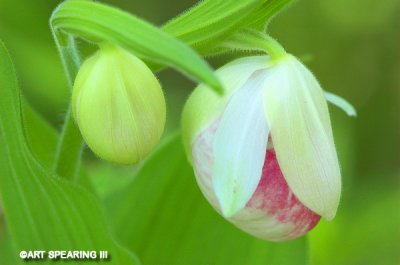 Emerging Showy Lady's Slippers
