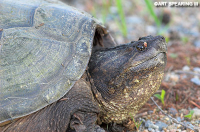 Old Forge Snapping Turtle