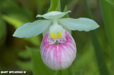 Remsen Bog Showy Lady's Slipper 2