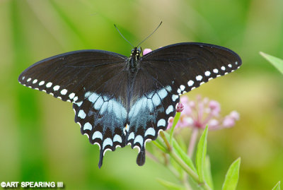 Chincoteague Swallowtail