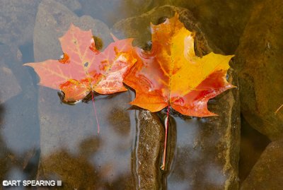 Floating Autumn Maple Leaves.jpg