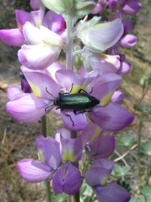 Lupine, Southern California