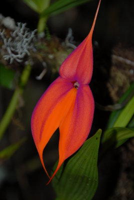 Wakanqui Orchid, Inca Trail