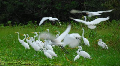 Great Common Egrets