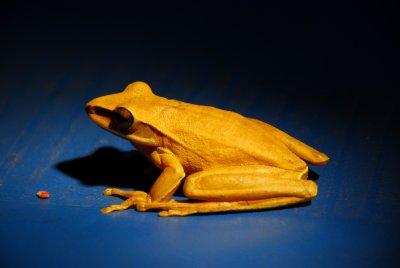 Hyla Frog