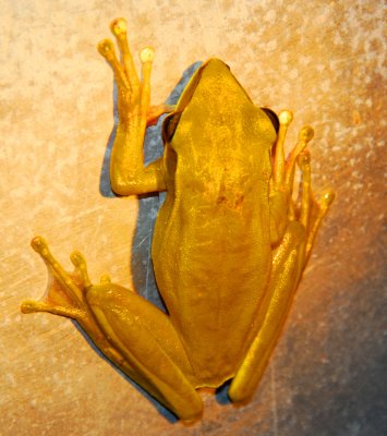 Hyla Frog