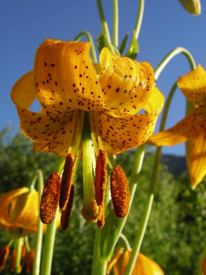 Tiger Lily, Washington