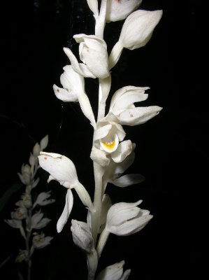 Phantom Orchid, Washington