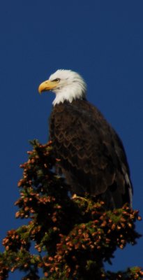 Bald Eagle,