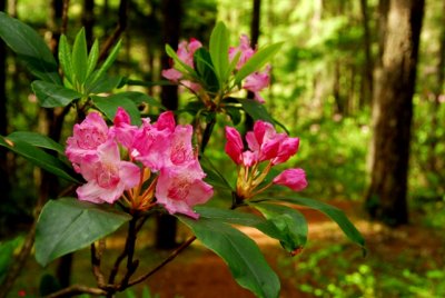 Wild Rododendron's, Manning Provincial Park