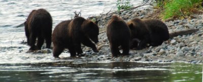 Grizzly Bears mom with three cubs, South Tweedsmuir Provincial Park
