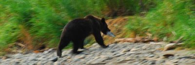 Grizzly Bears, South Tweedsmuir Provincial Park