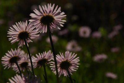 Summer bloom