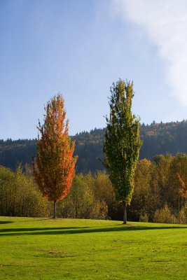 Trees from Barnet Marine Park BC, Canada