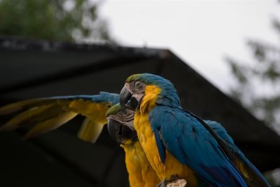 Parrots with Blue and Yellow colours