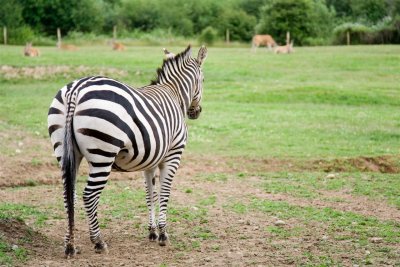 Horse with stripes..err Zebra that's looking out