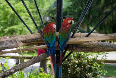 Parrots with more colours