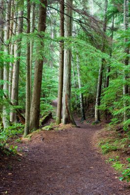 Woods in Smuggle Cove