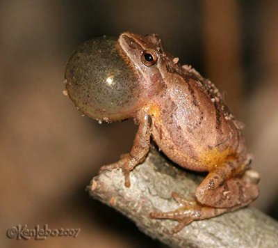 Spring Peeper