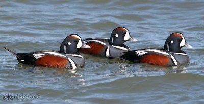 Harlequin Ducks