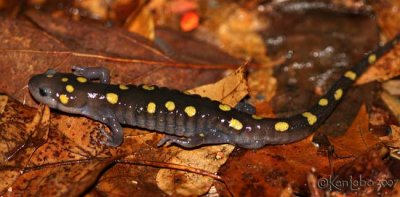 Spotted Salamander