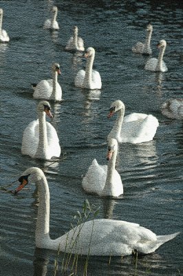 Swans.jpg