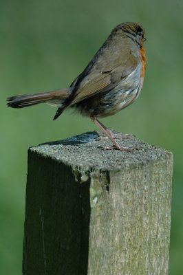 Robin01.jpg