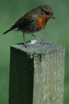 Robin02.jpg