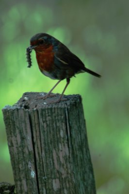 Robin03.jpg