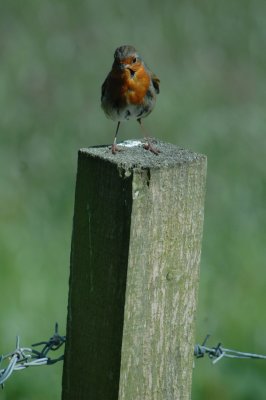 Robin04.jpg