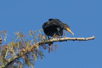 Cormorant over St. Martins Lake, LA