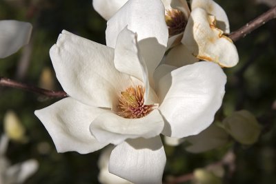 Ornamental Magnolia blossoms