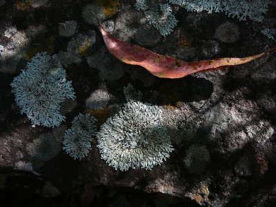 moss on the rocks