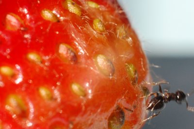 2 mm long ant on strawberry