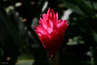 IMG_2462.jpg
