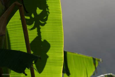 IMG_3244.jpg