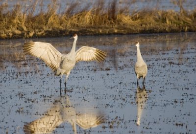 Dancing Sandhill Cranes