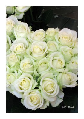 0220 - White Roses
