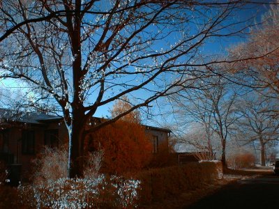 Wintersonne, IR bearbeitet