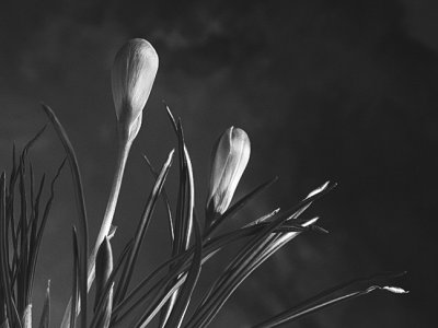 crocus.jpg